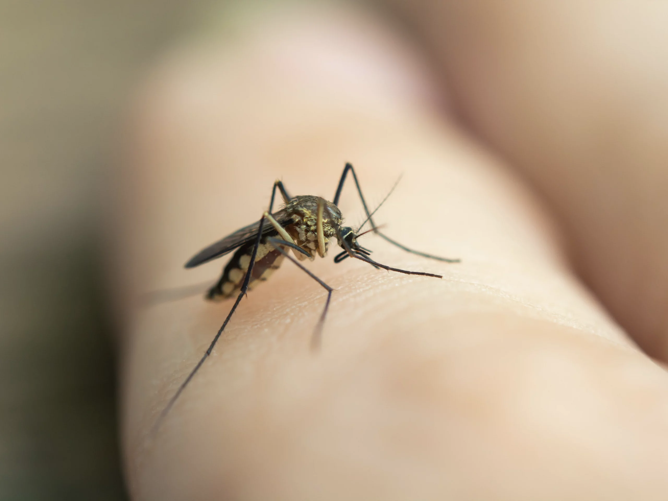 Mückenstiche: Tipps zur Vorbeugung und Behandlung