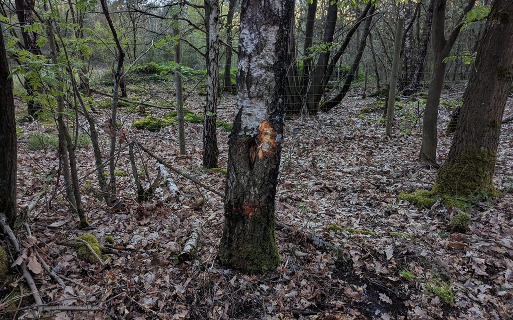 Kollision mit Baum: 30-Jährige Wassenbergerin möglicherweise unter Medikamenteneinfluss