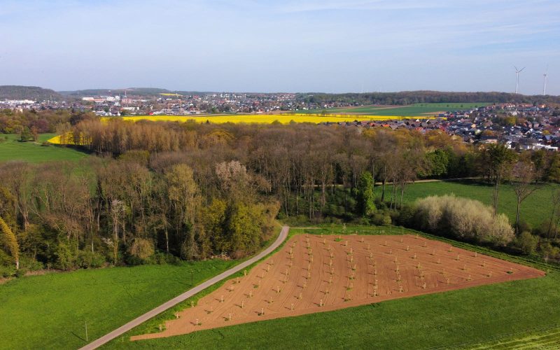710 gepflanzte Bäume seit 2019: Stadt Hückelhoven gestaltet aktiven Umweltschutz