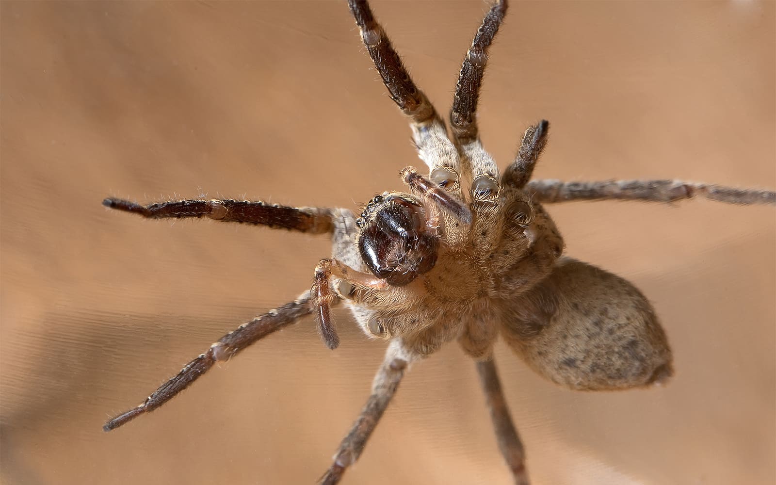 Meldeportal bestätigt: Mehr als 80 Nosferatu-Spinnen im Kreis Heinsberg gesichtet